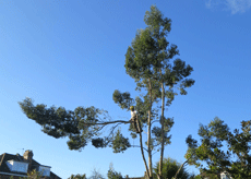 dismantling tree, top tree services