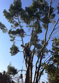 climbing tree for pollarding