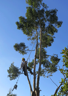 climbing tree, top tree services
