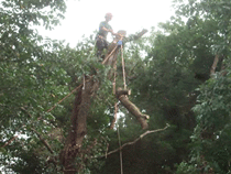 Top Tree Services Dismantling a tree in Bristol