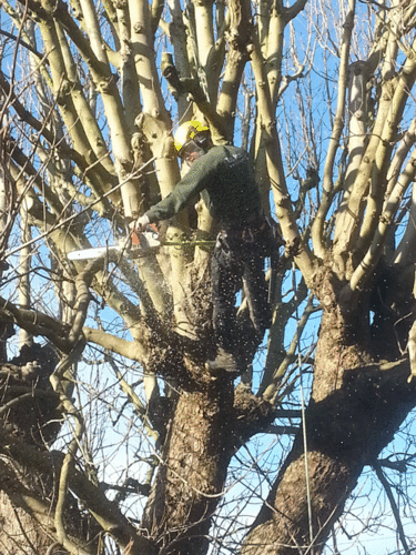 TreePruning Bristol