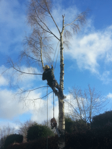 Tree Surgeon in Bristol Whitchurch