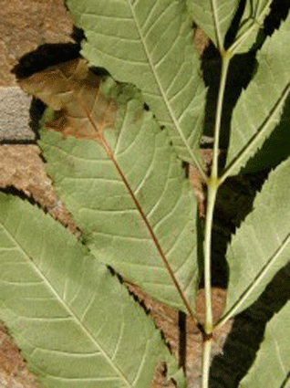Tree Surgeons in Bristol