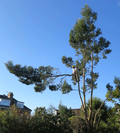 Tree Surgeons in Bristol