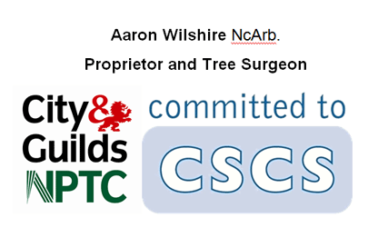 Tree Surgeons in Bristol