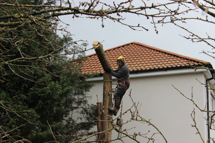 Tree Surgeons in Bristol