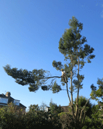 dismantling tree bristol