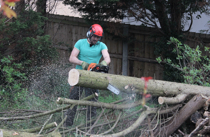 Tree Surgeons in Bristol