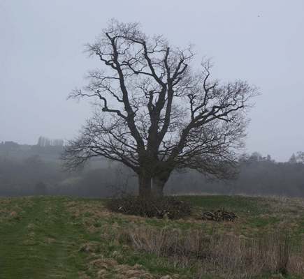 Tree Surgeons in Bristol