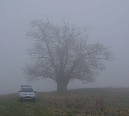 Tree Surgeons in Bristol