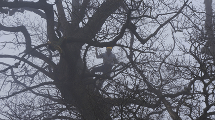 Tree Surgeons in Bristol