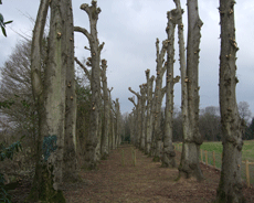 pollarding trees bristol