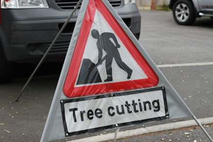 Tree Surgeons in Bristol