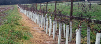 tree planting