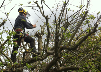 Tree Surgeons in Bristol