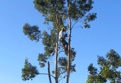 Tree Surgeons in Bristol