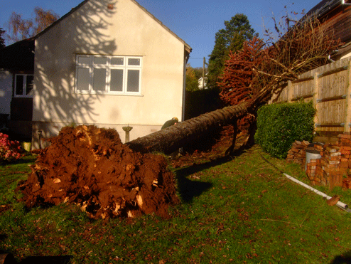 storm damaged wind blown tree bristol